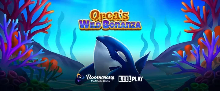 Orcas WIld Bonanza